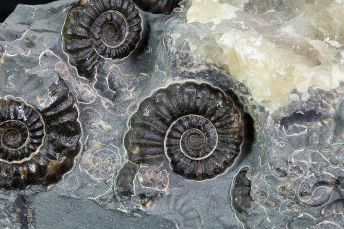 Ammonite Fossil Cluster - Marston Magna Marble #86258